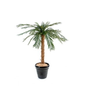 PALMIER CYCAS 140 cm