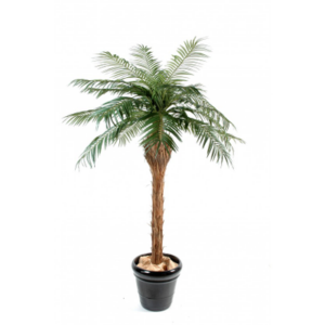 PALMIER PHOENIX 150 cm
